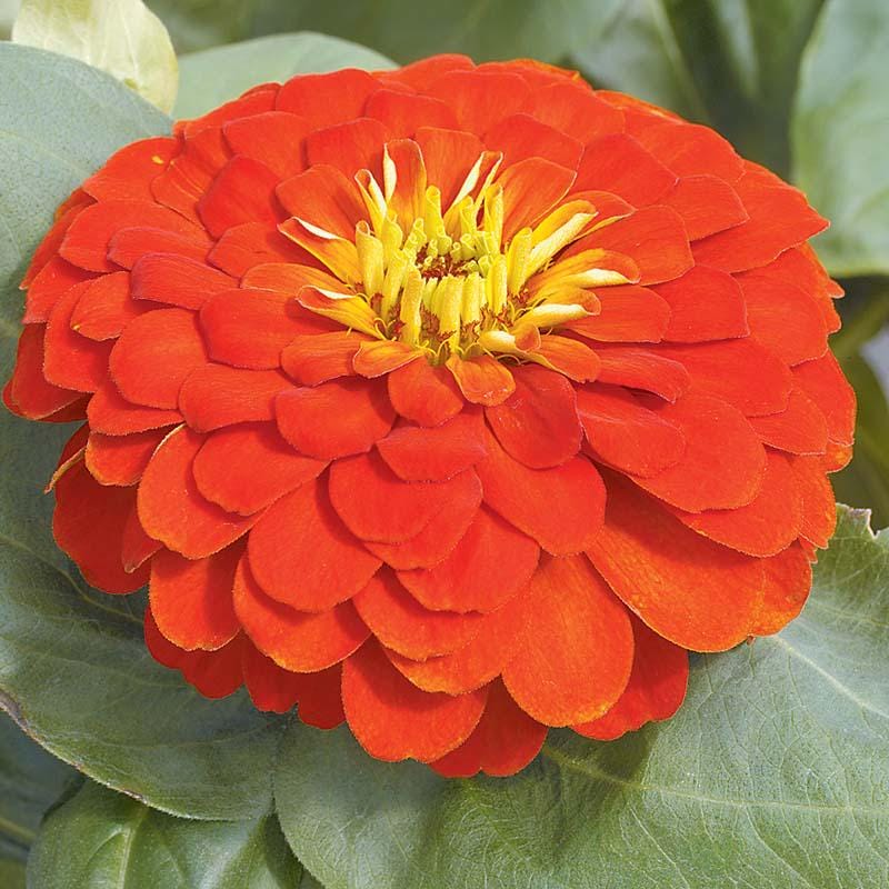 Magellan Mix  Zinnia Seeds