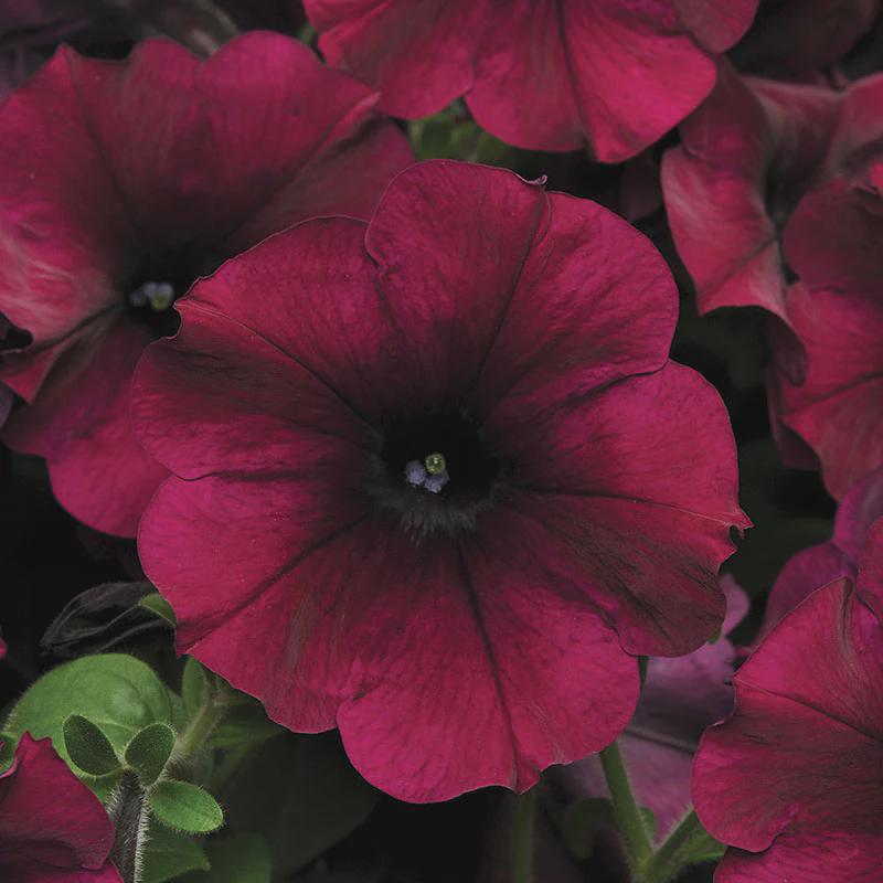 Petunia Easy Wave Mix