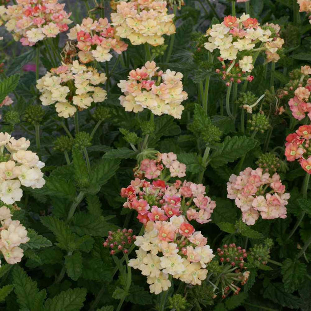 Verbena Seeds - Apricot