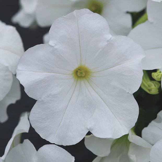 Petunia E3 Easy Wave White Seeds