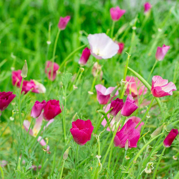 Poppy Seeds - California Carmine King