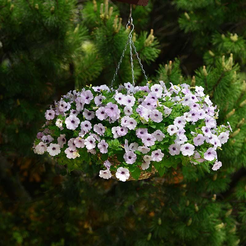 Petunia Easy Wave Silver Seeds