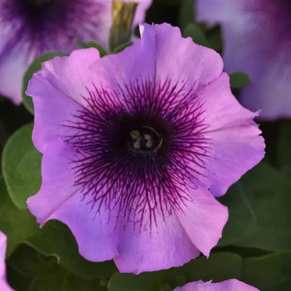 Petunia Madness® Plum Crazy