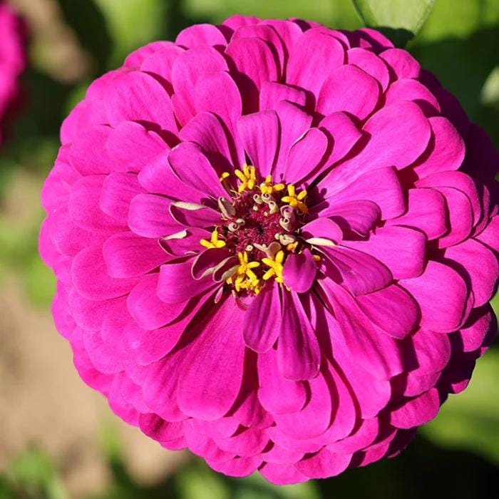 Blueberry Cheesecake Mix, Zinnia Seeds
