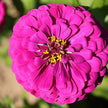 Blueberry Cheesecake Mix, Zinnia Seeds