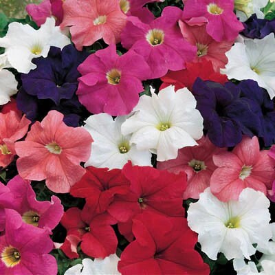 Petunia Dreams Mix Seeds