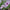 Petunia Tidal Wave Silver Seeds