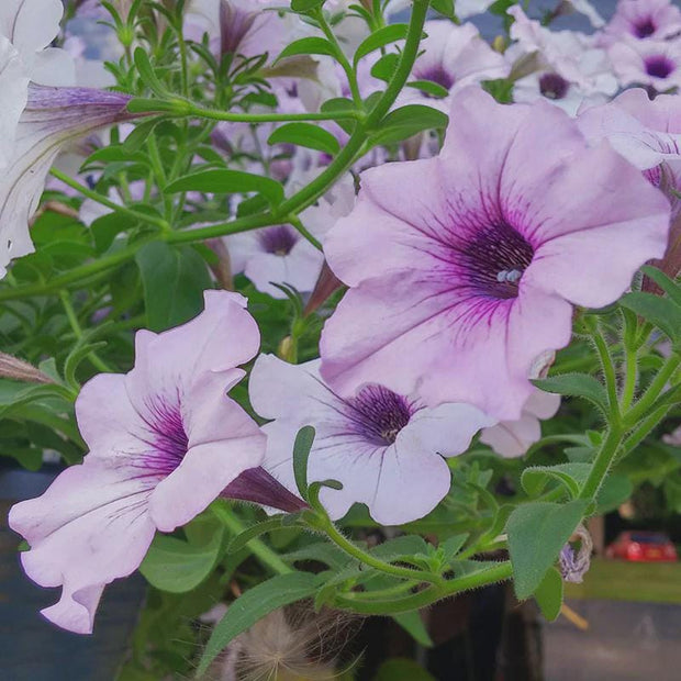 Petunia Tidal Wave Silver Seeds