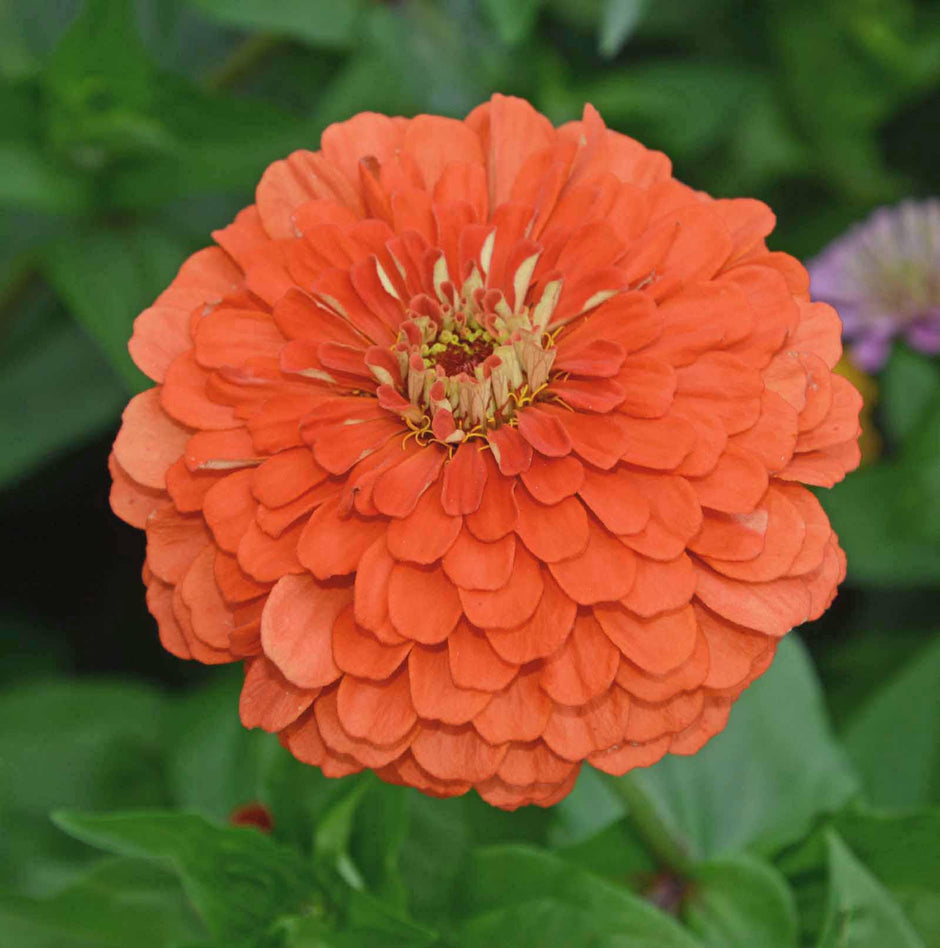 Coral Beauty Zinnia Seeds  Zinnia elegans.