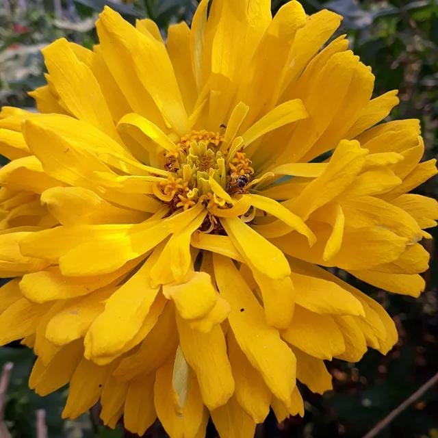 Giant Cactus Mix Zinnia Seeds