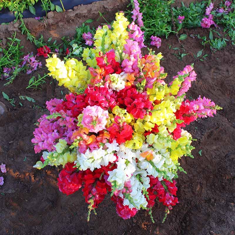 Snapdragon Rocket Mix