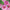 Cosmos Double Click Rose Bonbon Seeds