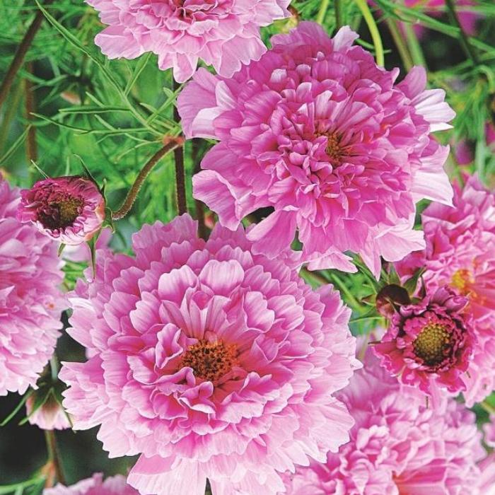 Cosmos Double Click Rose Bonbon Seeds