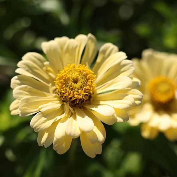 Zinnia Iabellina Seeds