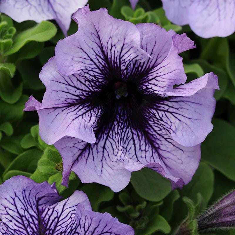 Petunia Daddy Mix Pelleted Seeds
