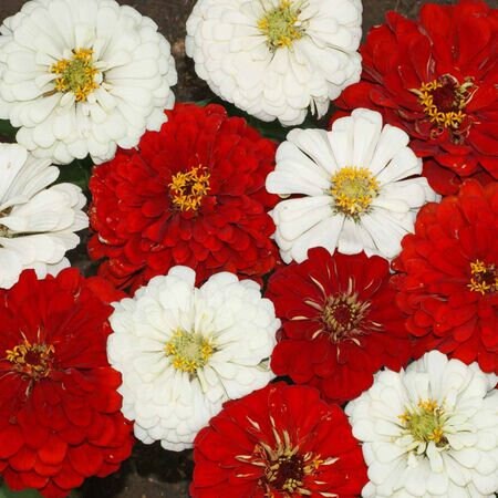 Zinnia Seeds Scarlet And White