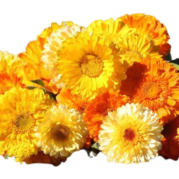 Calendula Kinglet Formula Mix Seeds