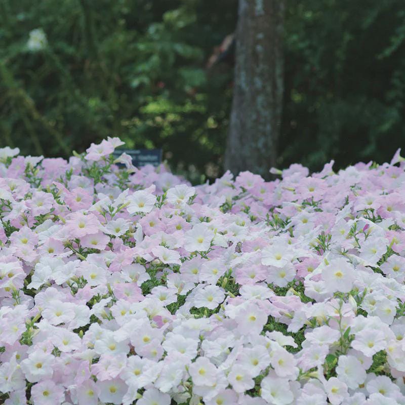 Petunia Wave Misty Lilac