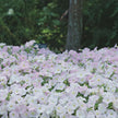 Petunia Wave Misty Lilac