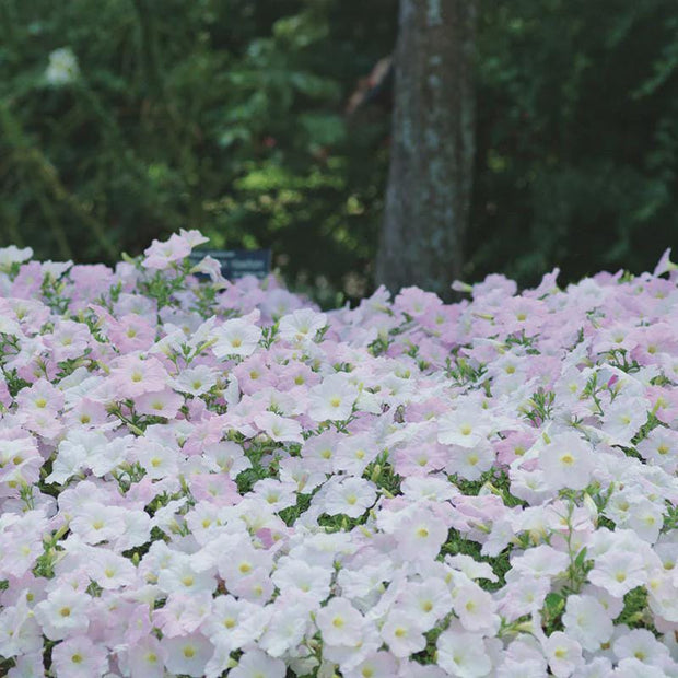 Petunia Wave Misty Lilac