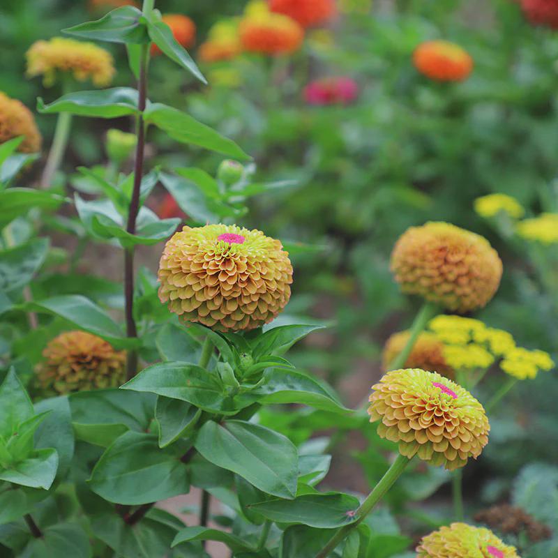 Queeny  Zinnia Seed Queeny Lime with Blush Zinnia Seed