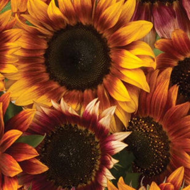 Autumn Beauty Sunflower seeds