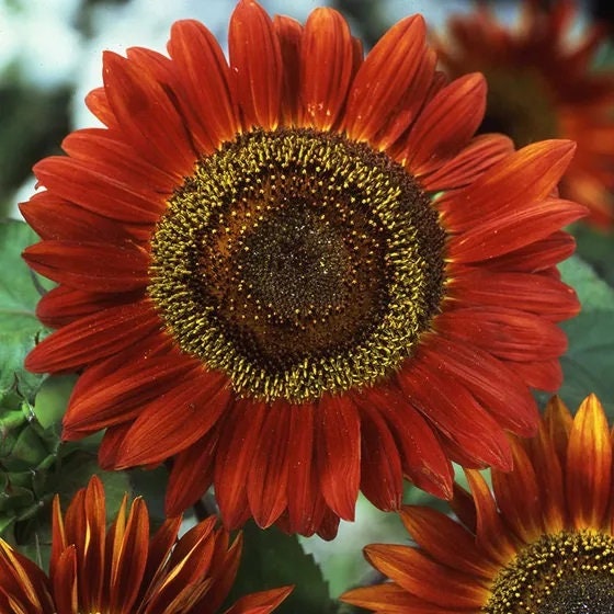 Sunflower Seeds Red Sun - Flower Seeds -