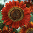 Sunflower Seeds Red Sun - Flower Seeds -