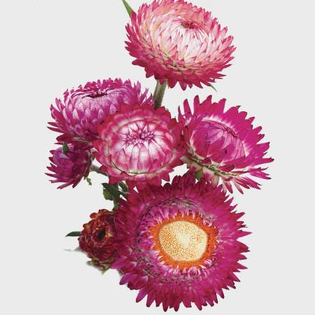Tall Choice Double Mix  Strawflower Seed