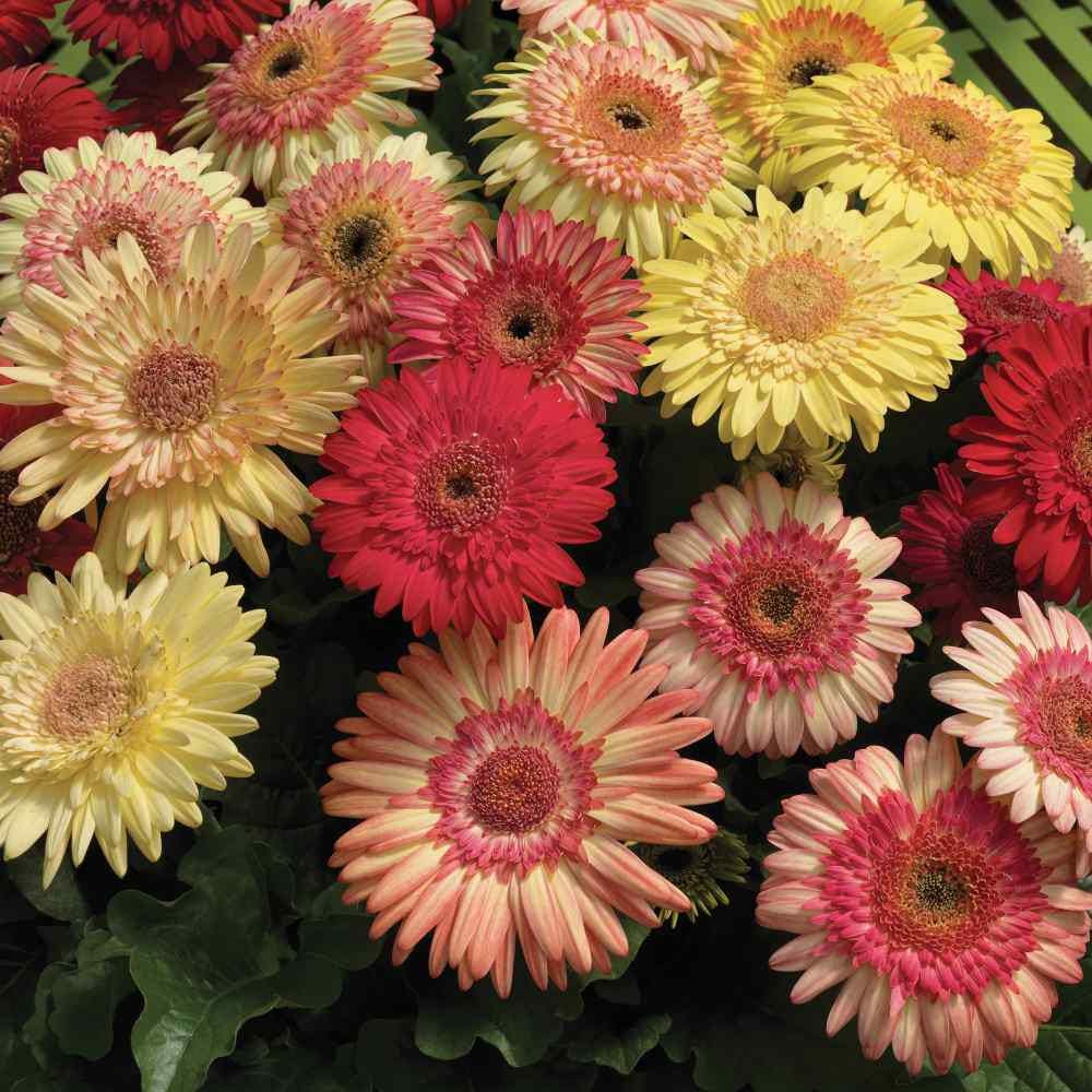 Gerbera Seeds Strawberry Twist