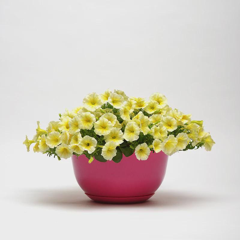 Petunia Easy Wave Yellow Seeds