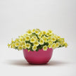 Petunia Easy Wave Yellow Seeds
