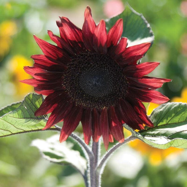 ProCut Red Sunflower Seeds