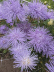 Aster Seeds Hazaster Hagan Light Blue China Aster Seed