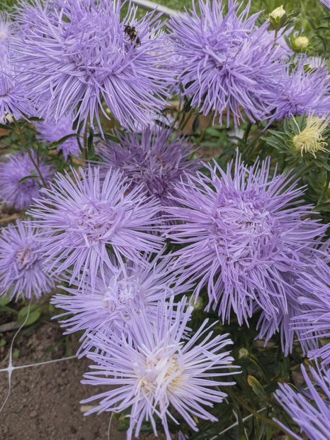 Aster Seeds Hazaster Hagan Light Blue China Aster Seed