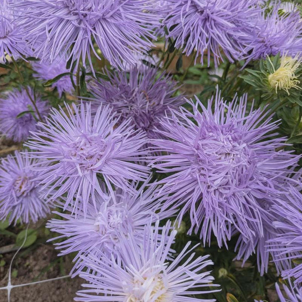 Aster Seeds Hazaster Hagan Light Blue China Aster Seed