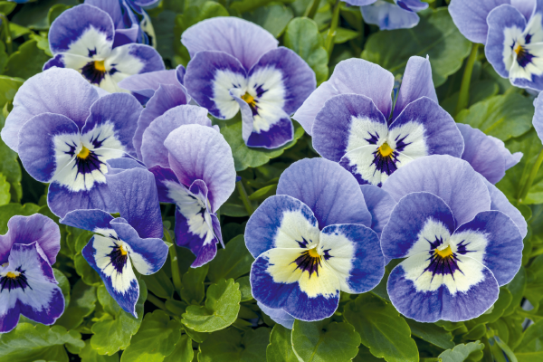 Viola Seeds Admire Marina