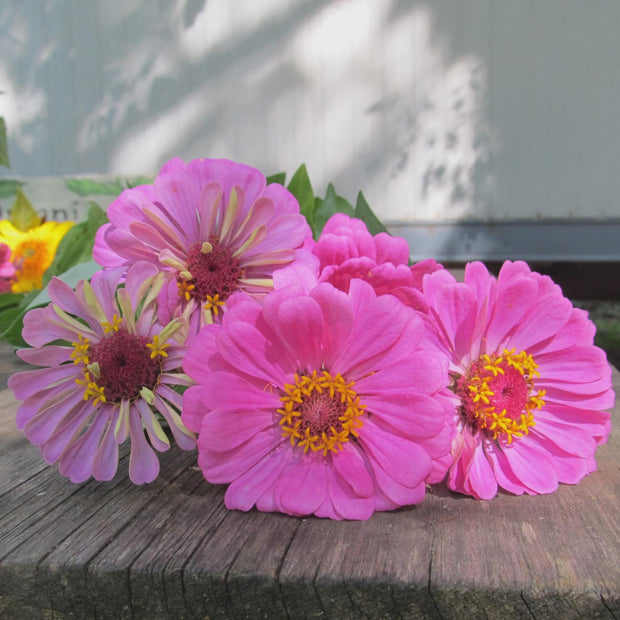 Zinnia Luminosa Zinnia heirloom Seeds Zinnia elegans Seed