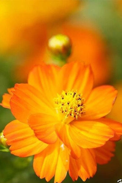 Cosmos Seeds - Bright Lights Seeds