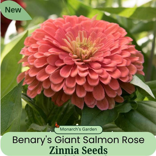 NEW! Benary's Giant Salmon Rose Zinnia Seeds, Largest Giant Zinnias 4 to 6" flowers, Zinnia Elegans