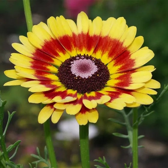 Painted Daisy Seeds - Flower Seeds