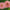 Giant Cactus Mix Zinnia Seeds