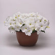 Petunia E3 Easy Wave White Seeds