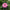 Bubblegum Zinnia Seed Mix