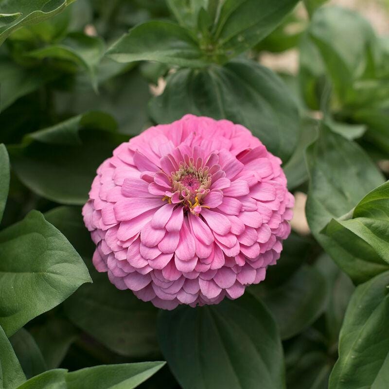 Bubblegum Zinnia Seed Mix