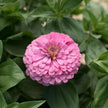 Bubblegum Zinnia Seed Mix