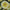 Petunia Easy Wave Yellow Seeds