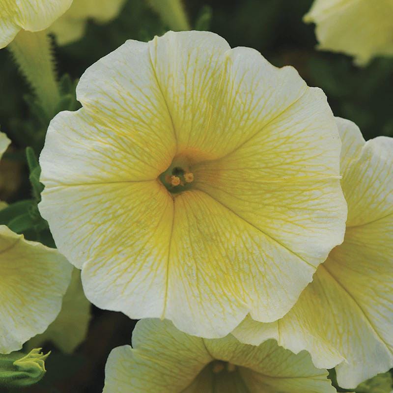Petunia Easy Wave Yellow Seeds