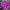 Zinnia Seed Purple Prince Seed