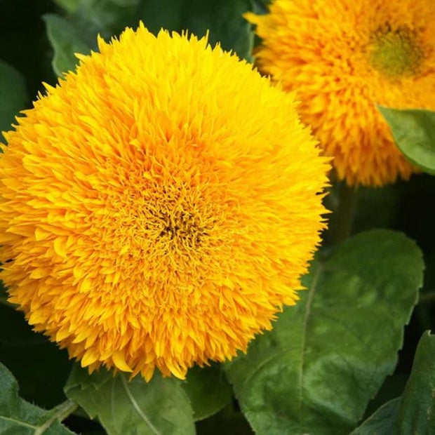 Teddy Bear Sunflower Seeds - Flower Seeds, Dwarf Sunflower,